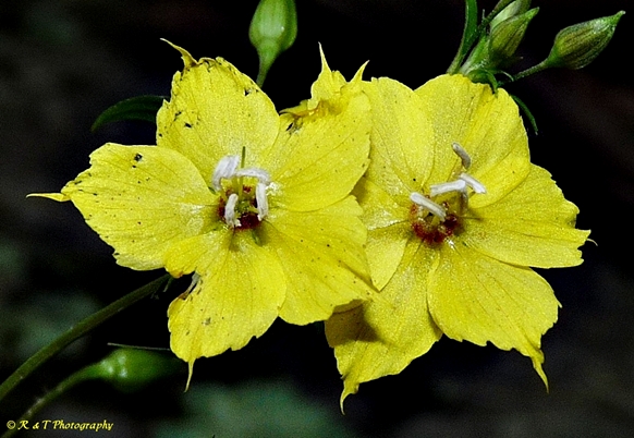 {Lysimachia tonsa}